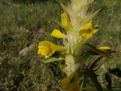 Melampyrum carstiense