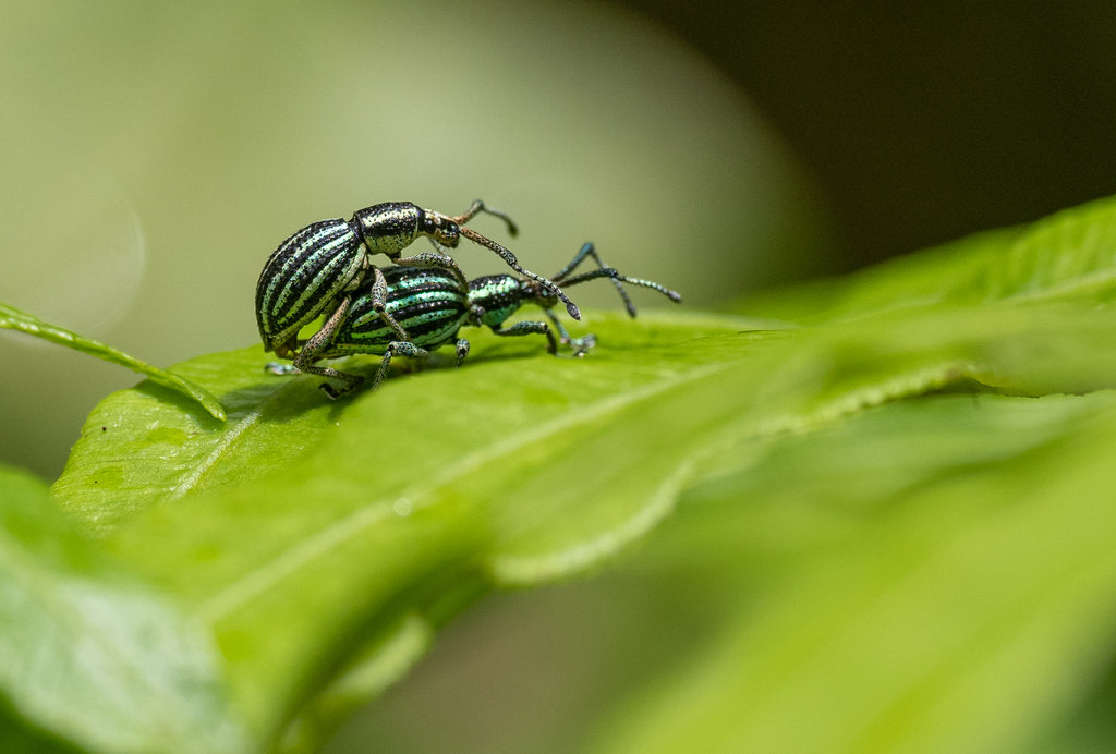 Calidiopsis bilineatus