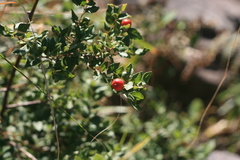 Cryptocarya wyliei