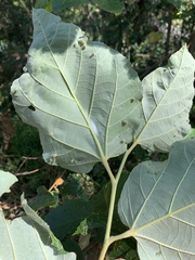 Mallotus mollissimus