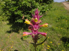 Melampyrum carstiense