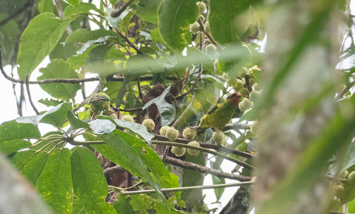 Mindanao Lorikeet (Trichoglossus johnstoniae), photo 6