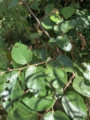 Mallotus mollissimus