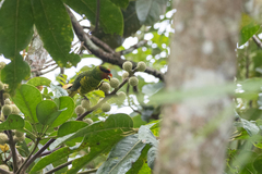 Saudareos johnstoniae