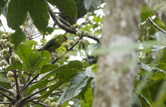 Saudareos johnstoniae