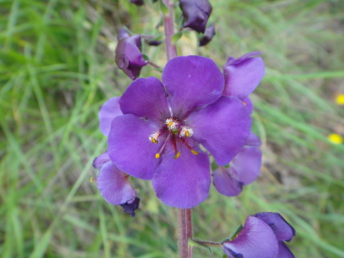 Ljubičasta divizma (Verbascum phoeniceum)