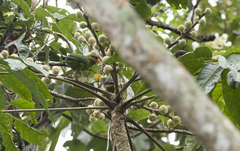 Saudareos johnstoniae