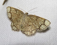 Stegania cararia