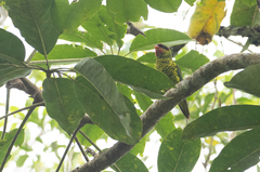Saudareos johnstoniae