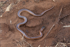 Suta nigriceps