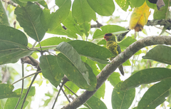 Saudareos johnstoniae