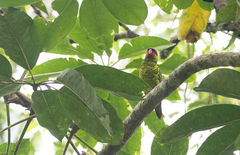 Saudareos johnstoniae