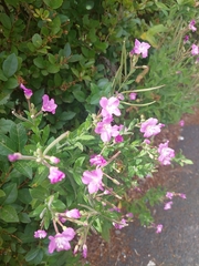 Epilobium hirsutum
