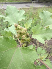 Xanthium orientale riparium