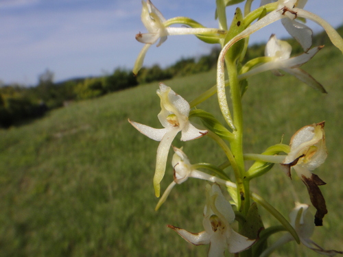 vemenník dvojlistý (Platanthera bifolia)