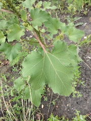 Xanthium orientale riparium
