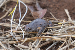 Pseudophryne bibronii