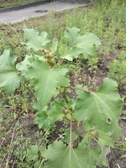 Xanthium orientale riparium