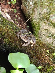 Pelophylax nigromaculatus