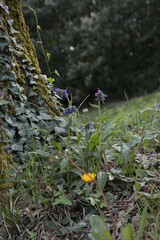 Pulmonaria longifolia