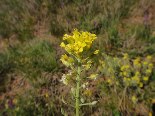 tarica kopcová (Alyssum montanum)