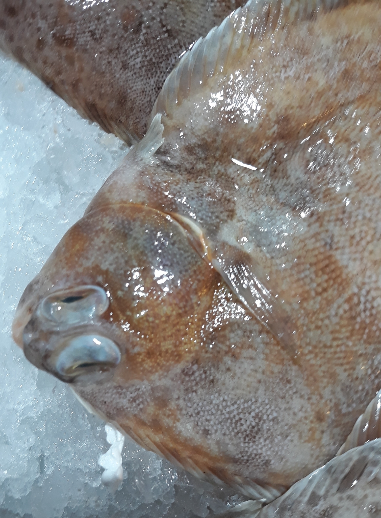 almindelig rødtunge, bergflyndre, bergskädda, bergtunga, echte rotzunge, harilik väikesuulest, lemon dab, lemon fish, lemon sole, limande, limande sole, limande-sole, limande-sole commune, lombe, lomre, malorotaja kambala, mary sole, mendo limón