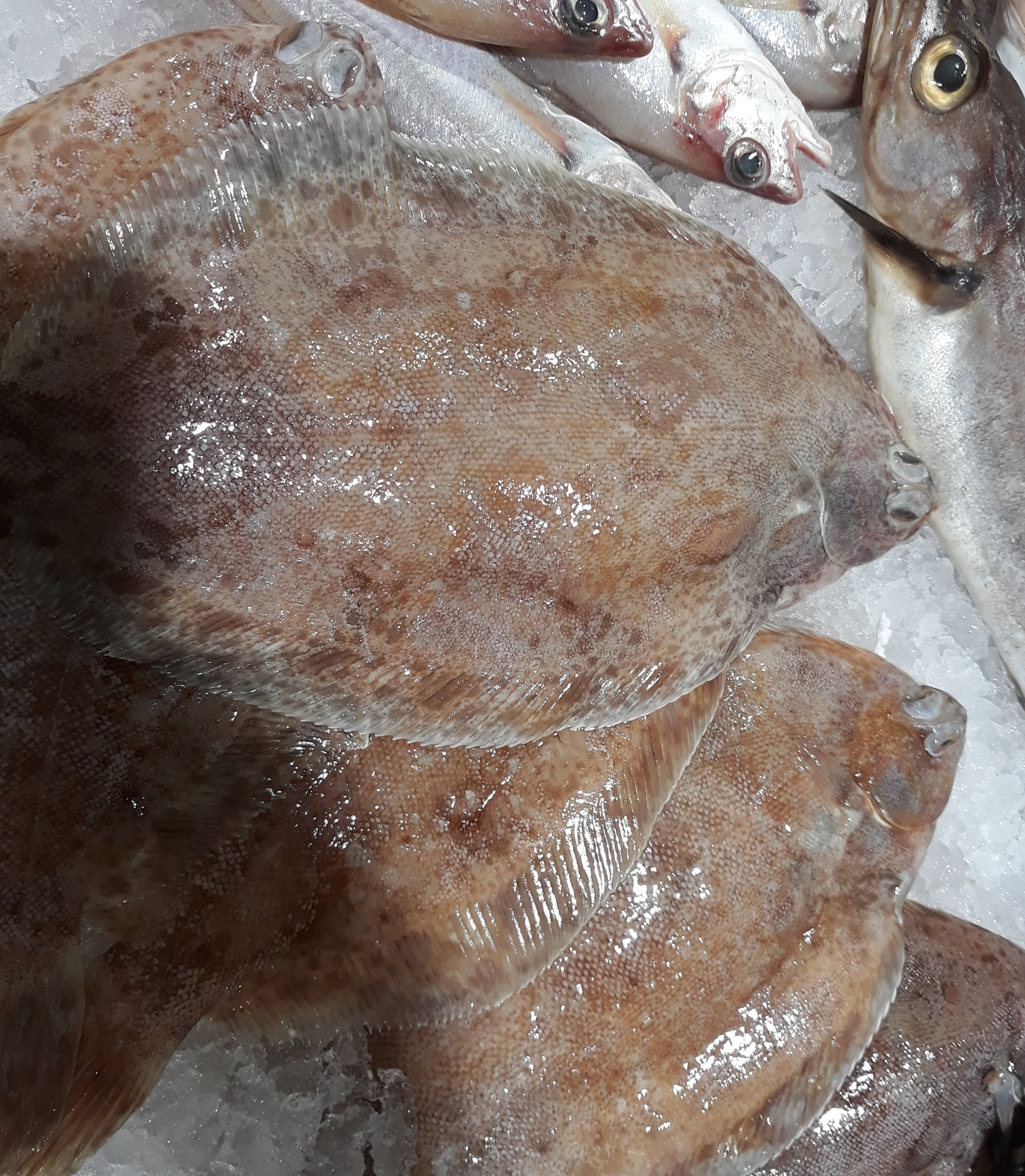 almindelig rødtunge, bergflyndre, bergskädda, bergtunga, echte rotzunge, harilik väikesuulest, lemon dab, lemon fish, lemon sole, limande, limande sole, limande-sole, limande-sole commune, lombe, lomre, malorotaja kambala, mary sole, mendo limón