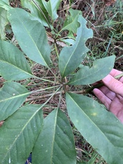Mackinlaya macrosciadea