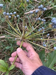 Mackinlaya macrosciadea