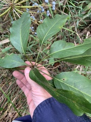Mackinlaya macrosciadea
