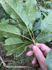 Mackinlaya macrosciadea