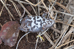 Pseudophryne bibronii