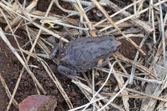 Pseudophryne bibronii