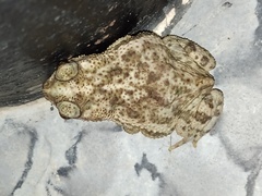 Rhinella beebei