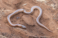 Suta nigriceps