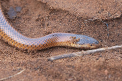 Suta nigriceps