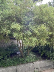 Buxaceae