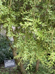 Buxaceae