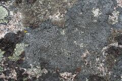 Circinaria caesiocinerea