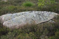 Circinaria caesiocinerea