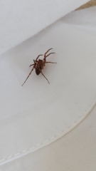 Liocranum rupicola