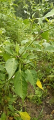 Capsicum frutescens