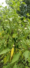 Capsicum frutescens