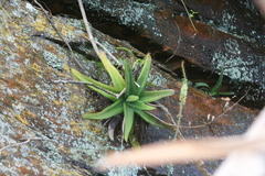 Gasteria croucheri