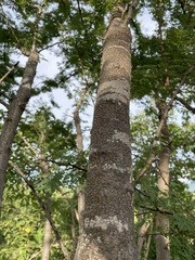 Havardia acatlensis