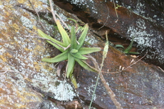 Gasteria croucheri