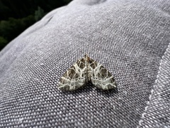 Eustroma reticulata
