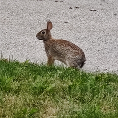 Sylvilagus floridanus