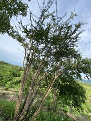 Havardia acatlensis