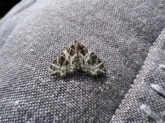 Eustroma reticulata
